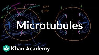 Microtubules  Cells  MCAT  Khan Academy [upl. by Fern]