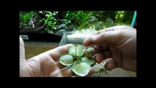 Aquarium Plant Discussion About Floating Plants Frogbit Salvinia Natans and Dwarf Water Lettuce [upl. by Dani]