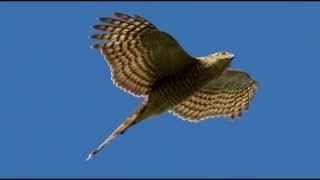 Sparrowhawk Bird Call Bird Song [upl. by Pfeffer]