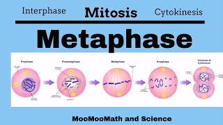 Metaphase Mitotic Stages [upl. by Kehoe]