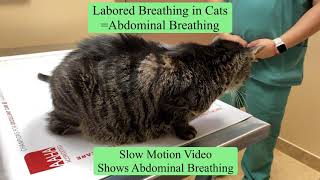 Cat Labored Breathing [upl. by Ahsikad106]