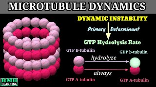 Dynamic Instablity Of Microtubules  Microtubule Dynamics [upl. by Brufsky]