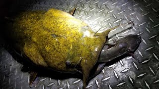 Catching Flatheads with Live Channel Catfish [upl. by Alaecim]