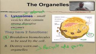 Chapter 7 Part 6 Golgi Lysosomes amp Vacuoles [upl. by Olathe484]