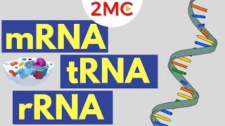 mRNA tRNA and rRNA function  Types of RNA [upl. by Meakem599]