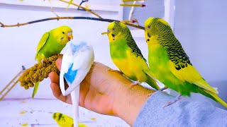 Budgie Sounds for Lonely birds to make them happy [upl. by Fitzgerald]