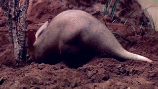 Aardvarks at the Bronx Zoo [upl. by Fornof]