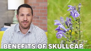 The Benefits of Skullcap [upl. by Smeaj150]