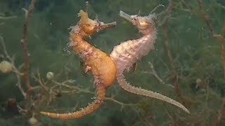 RARE Seahorse Mating amp Giving Birth Footage  DEEP SEA CREATURES [upl. by Alleahcim443]