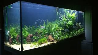 Juwel Rio 240L  Return of the C02  Planted Aquarium [upl. by Hatnamas684]