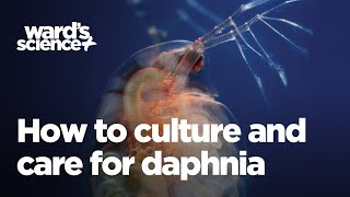 Caring and Culturing for Daphnia [upl. by Aynna870]