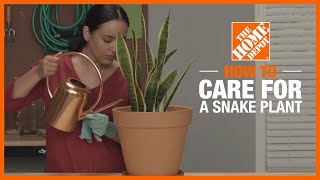 How to Care for a Snake Plant  Indoor Plant Tips  The Home Depot [upl. by Acillegna]