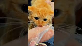 The best funny videos of January 2025 cat dog pets funny YZX [upl. by Taran]