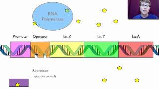 Gene Regulation [upl. by Shoshanna]