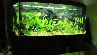 Juwel Vision 450 Aquarium [upl. by Pasia]