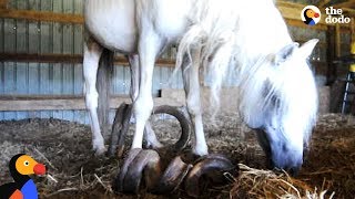 Horse With Overgrown Hooves Rescued From Barn  The Dodo [upl. by Viridi]