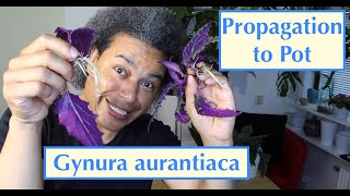 Propagation to Pot  Gynura aurantiaca Purple Passion  Velvet Plant [upl. by Akerdnuhs]