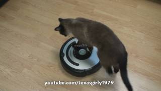 Cat shows HOW TO use iRobot Roomba Vacuum [upl. by Claudian]