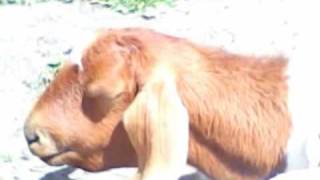 How to Cure Bottle Jaw worms amp anemia in Goats [upl. by Anirbac]