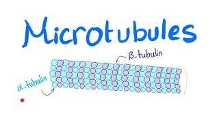 Microtubules [upl. by Zealand]