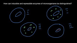 Definition of inducible and repressible enzymes [upl. by Nylanna917]