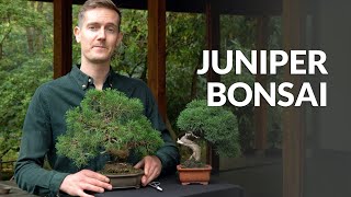 Juniper Bonsai tree care [upl. by Crispen406]