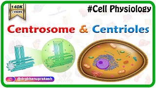 Centrosome and centrioles  USMLE Cell physiology Animations [upl. by Lamok349]