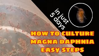 How to Culture Magna Daphnia Easily [upl. by Rafael]