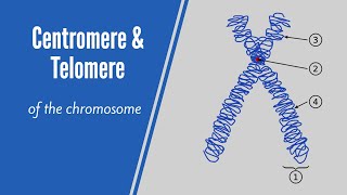 What Are Centromere amp Telomere [upl. by Aniela]