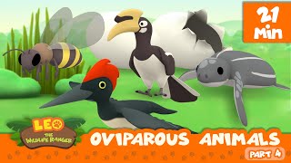 Oviparous Animals Minisode Compilation Part 47  Leo the Wildlife Ranger  Animation  For Kids [upl. by Cheadle]