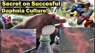 How to Culture Daphnia Successfully [upl. by Atsillac]