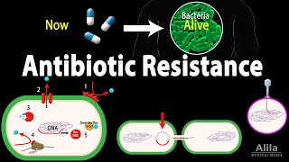 Antibiotic Resistance Animation [upl. by Nwahsyar]