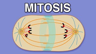 MITOSIS CYTOKINESIS AND THE CELL CYCLE [upl. by Ramor]