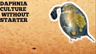 HOW TO CULTURE DAPHNIA NATURALLY WITHOUT A STARTER [upl. by Aham768]