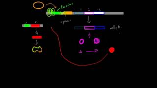 Positive InducibleRepressible Operons [upl. by Ferris]