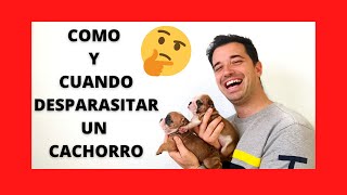 💎COMO y CUANDO DESPARASITAR un CACHORRO🐶 PASO a PASO💎 [upl. by Ellemac]