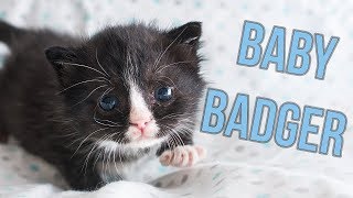 Update Badger the Hot Mess Kitten [upl. by Javed]