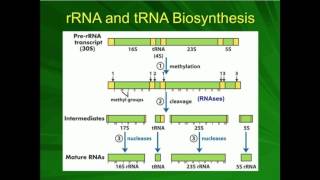 rRNA Processing Preribosome to Ribosome [upl. by Alrad66]