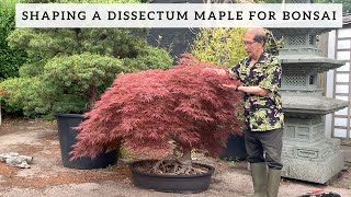 Shaping a Dissectum Maple for Bonsai [upl. by Dniren]