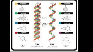 DNA and RNA Structure [upl. by Auburn450]