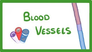 GCSE Biology  Blood Vessels 24 [upl. by Alilad962]