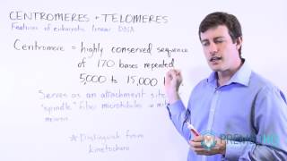 Centromeres and Kinetochores  Chromosomal Function [upl. by Snowber]