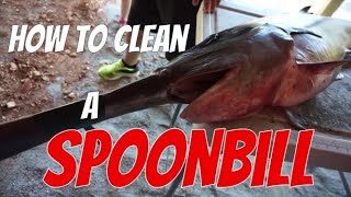 How To Clean a Spoonbill  Paddlefish [upl. by Aivun]