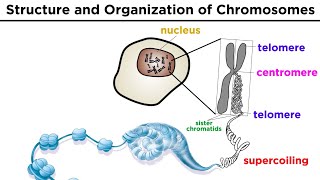 Chromosome Structure and Organization [upl. by Lennod]