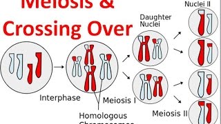 Meiosis amp Crossing Over [upl. by Aimej316]