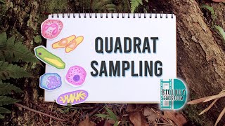 ALevel Biology  quadrat sampling [upl. by Jaehne632]