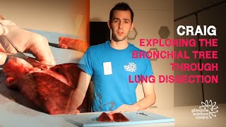 Exploring the bronchial tree  Lung dissection [upl. by Orrin]