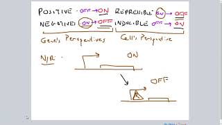 PositiveNegative RepressibleInducible Gene Regulation [upl. by Htesil]