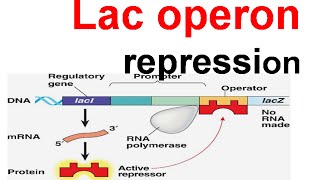 Lac operon repression  lac repressor [upl. by Reizarf]