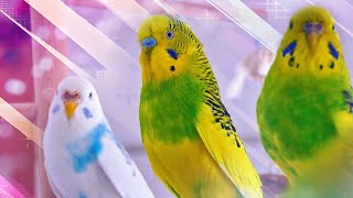 3 Hour Sounds of Budgies for Lonely Birds [upl. by Jutta971]